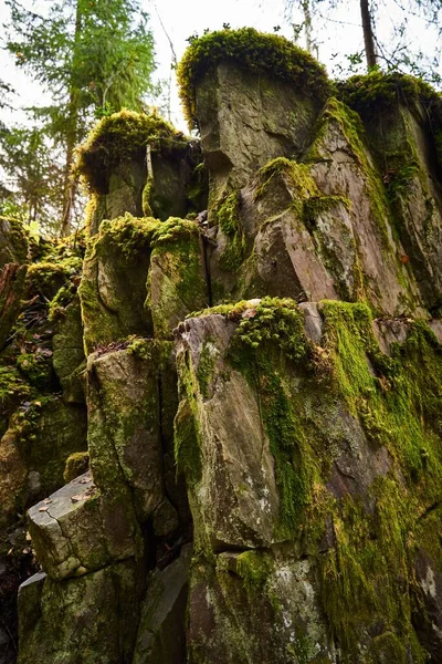 长满苔藓的垂直截断的树干 — 图库照片