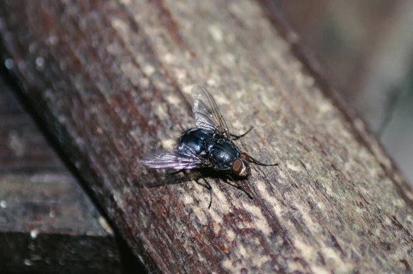 Closeup Tiny Fly Wooden Log Wilderness Blurred Background — Stock Photo, Image