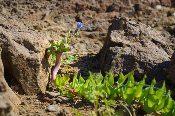 An endemic lion's claw flower in the Atacama Desert