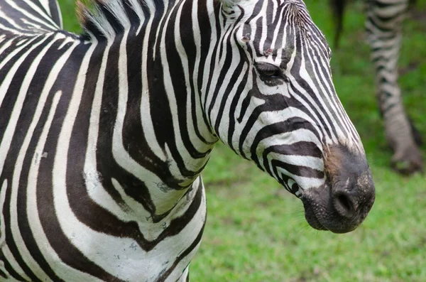 Close Uma Zebra Pastagens Parque Nacional — Fotografia de Stock