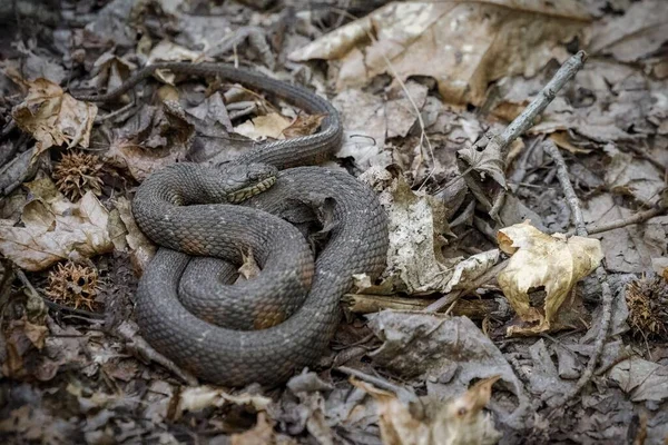 森の床に厚い野生のヘビのクローズアップショット — ストック写真