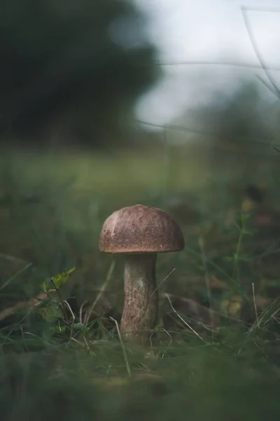 Eine Nahaufnahme Eines Kleinen Pilzes Der Einem Wald Mit Verschwommenem — Stockfoto