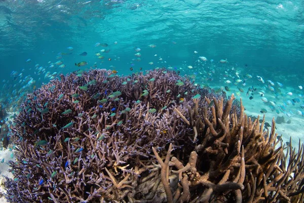 Прекрасний Морський Світ Рифами Чистій Воді — стокове фото