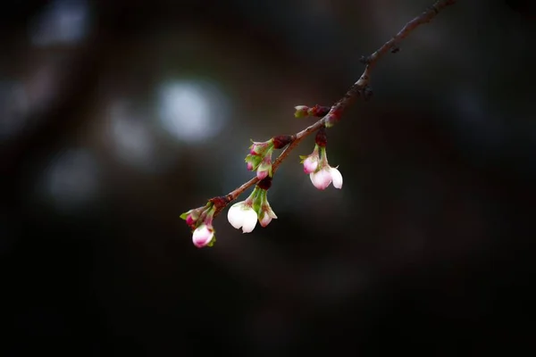 Zbliżenie Gałęzi Drzewa Kwitnącymi Kwiatami — Zdjęcie stockowe
