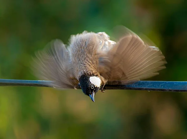 Colpo Fuoco Superficiale Adorabile Uccello Bulbul Dalle Orecchie Bianche Appollaiato — Foto Stock