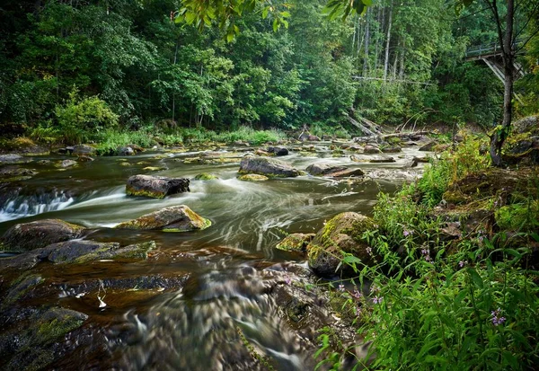 Řeka Tekoucí Lesem — Stock fotografie