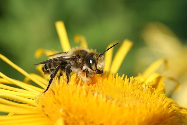 Крупный План Одинокой Пчелы Уиллоуби Опыляющей Желтый Цветок — стоковое фото