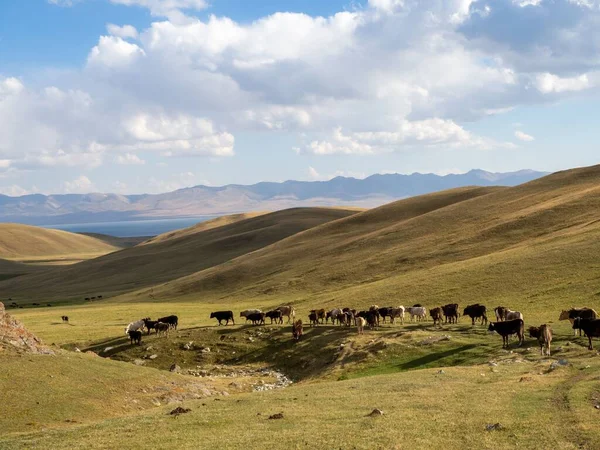 牧草地の牛の空中風景 — ストック写真