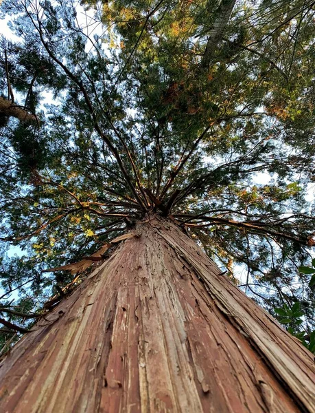 Düz Kahverengi Ağaç Gövdesiyle Aşağıdan Görünen Uzun Ağaç — Stok fotoğraf