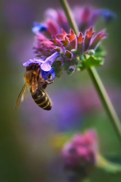 Vertical Shot Honey Bee Woodland Sage Growing Field — Stock Photo, Image