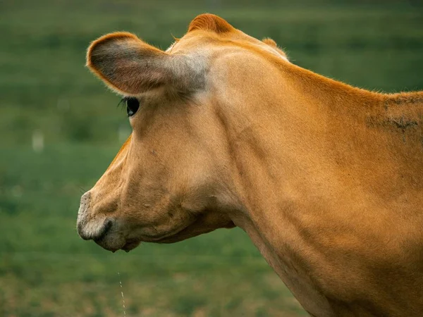Side Closeup Cow Head Drinking Water Blurred Grass Background — Stock Photo, Image