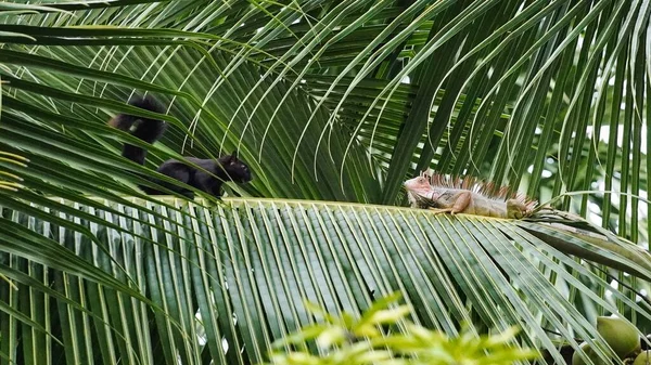 Iguane Écureuil Noir Sur Branche Palmier — Photo