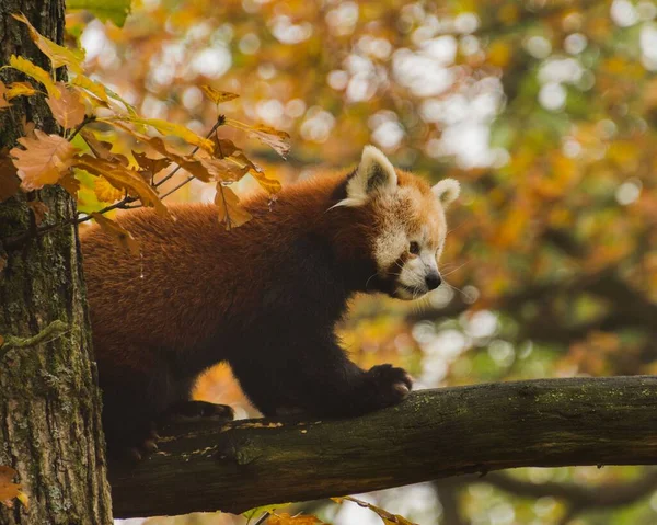 一只红熊猫在树干上靠着橙色的秋天树叶散步的特写镜头 — 图库照片