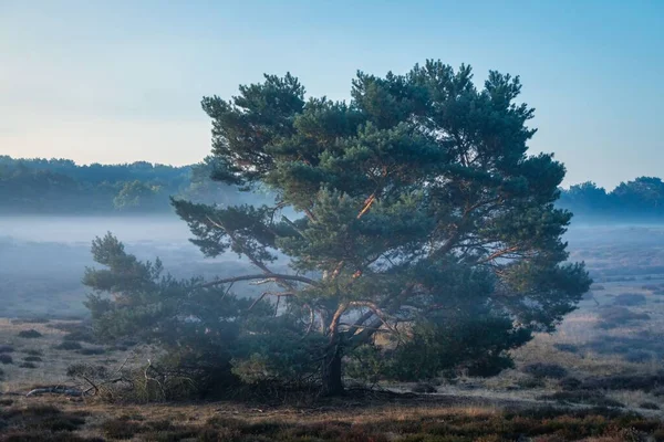Egy Gyönyörű Kép Sziluettjeiről Egy Ködös Mezőn Napos Alatt — Stock Fotó