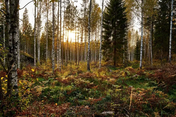 Egy Erdő Sűrű Fákkal Körülvéve — Stock Fotó
