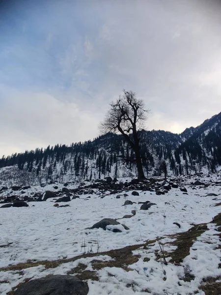 Vertikální Záběr Krásných Věčně Zelených Stromů Blízkosti Zasněžených Himálajských Hor — Stock fotografie