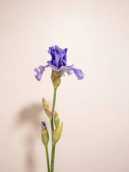 Arka Planda Pembe Bir Duvar Olan Güzel Bir Alman Irisinin — Stok fotoğraf