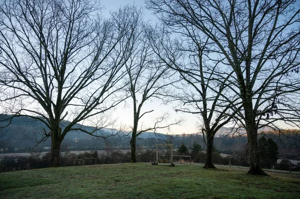 Una Vista Natural Árboles Desnudos Campo Verde Durante Amanecer — Foto de Stock