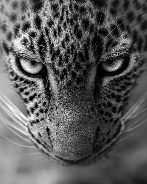 Vertikální Detailní Záběr Srílanského Leoparda Stupních Šedi Hledícího Přímo Kamery — Stock fotografie