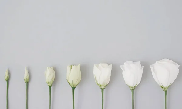Гарний Процес Цвітіння Білої Квітки Поспіль Сірому Фоні Простором Копіювання — стокове фото