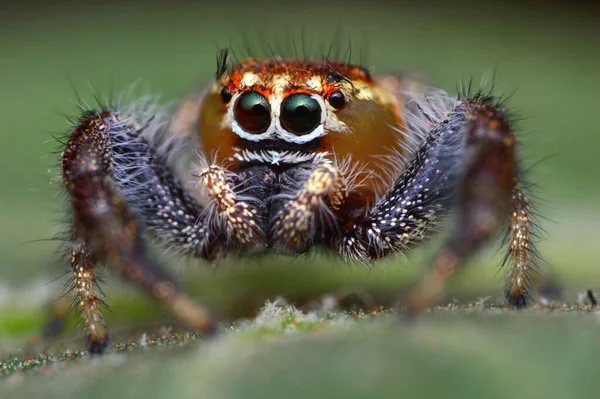 Eine Großaufnahme Einer Portia Spinne Auf Dem Gras Mit Verschwommenem — Stockfoto