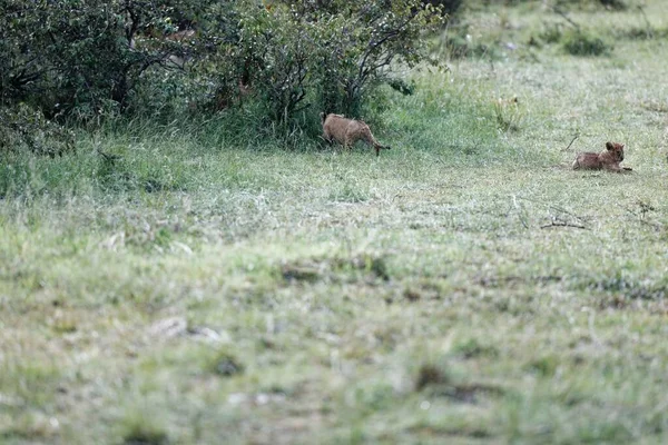 Los Dos Cachorros León Reserva Masai Mara Kenia África —  Fotos de Stock