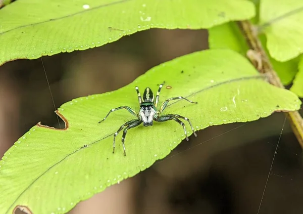 緑の葉の上に黒い白い斑点のある飛び跳ねるクモの閉鎖 — ストック写真