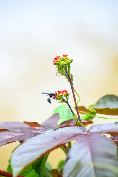 背景がぼやけている庭のランタナの開花植物の蜜にワスプの餌 — ストック写真