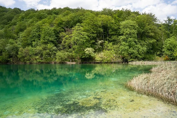 Piękna Sceneria Jeziora Świeże Zielone Drzewa Górze Parku Narodowym Jezior — Zdjęcie stockowe