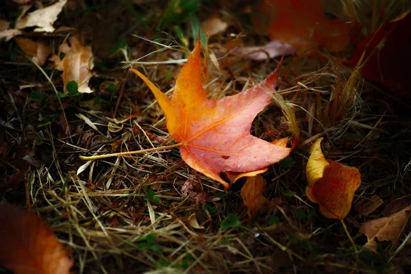 Uma Folha Outono Caída Pastagens — Fotografia de Stock
