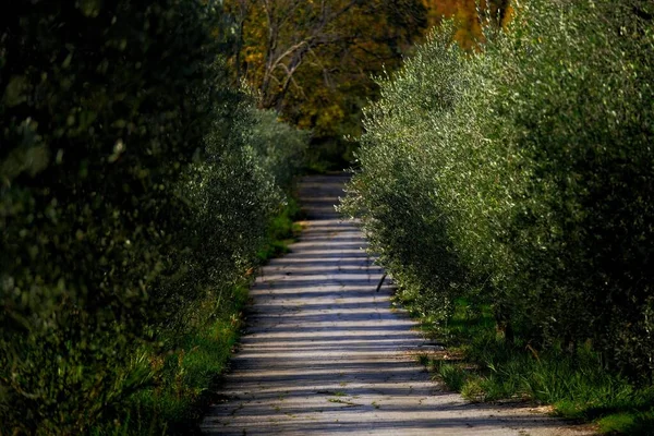 森の緑に囲まれた狭い歩道 — ストック写真
