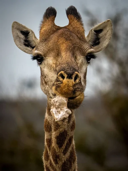 Portrait Vertical Une Girafe — Photo
