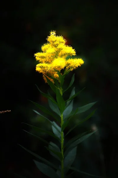 濃い背景の黄色のソリダゴ カナデンシスの開花の終わり — ストック写真