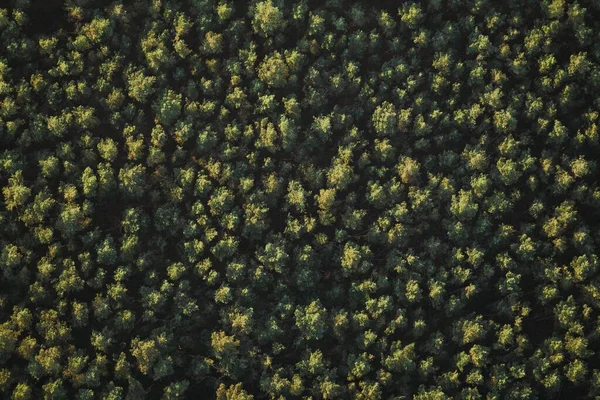 Flygbild Tät Skog Perfekt För Bakgrunder Och Tapeter — Stockfoto
