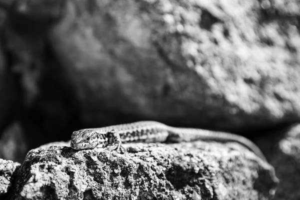 在阳光下躺在岩石上的普通壁虎的灰度照片 — 图库照片