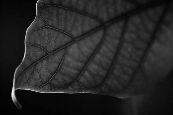 Grayscale Macro Leaf Veins Background — Stock Photo, Image