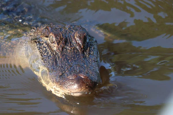 Primo Piano Alligatore Americano Che Nuota Furtivamente Lago Guardandosi Intorno — Foto Stock