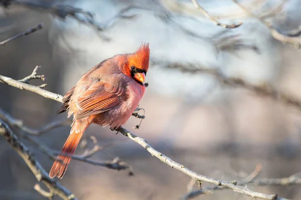 Tiro Seletivo Foco Pássaro Cardinal Norte Masculino Empoleirado Ramo Desencapado — Fotografia de Stock