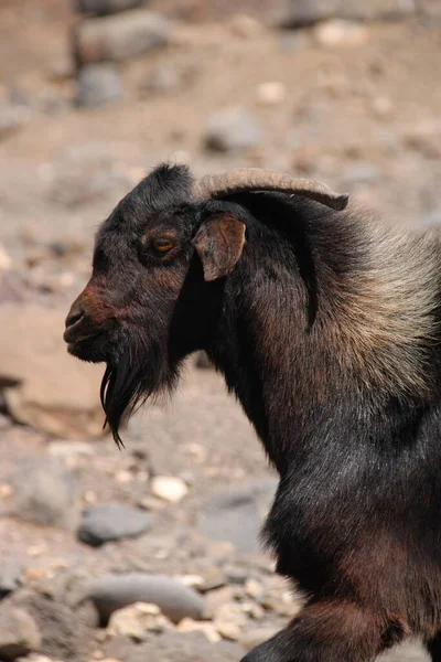 Closeup Shot Spanish Goat Outdoors Fuerteventura — Stock Photo, Image