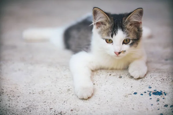 Closeup Adorable Aegean Cat Lying Concrete Ground Looking Camera — Stock Photo, Image