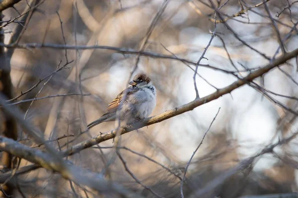 一只真正的麻雀栖息在光秃秃的树枝上的选择性的聚焦镜头 — 图库照片