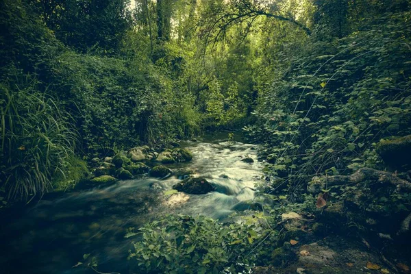 Beau Cliché Une Rivière Dans Forêt Dans Style Sombre — Photo