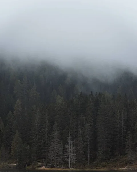 มมองท สวยงามของป าในสภาพอากาศหมอกใน Dolomites ในอ ตาล — ภาพถ่ายสต็อก