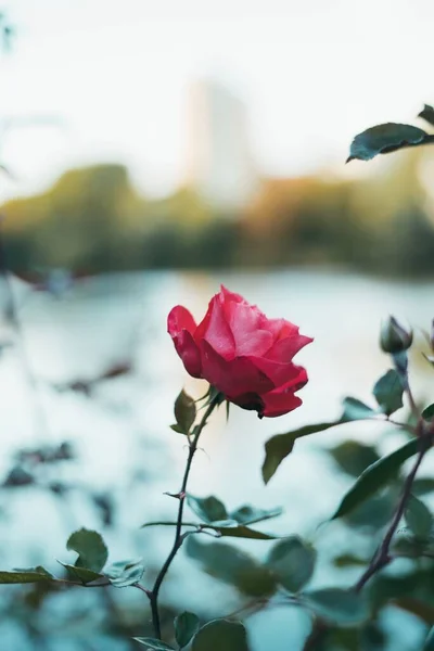 Vertical Closeup Single Red Rose Blurry Background — Stock Photo, Image