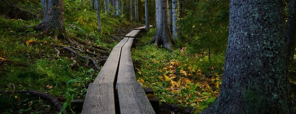 緑の森の木々の間の木道の広いショット — ストック写真