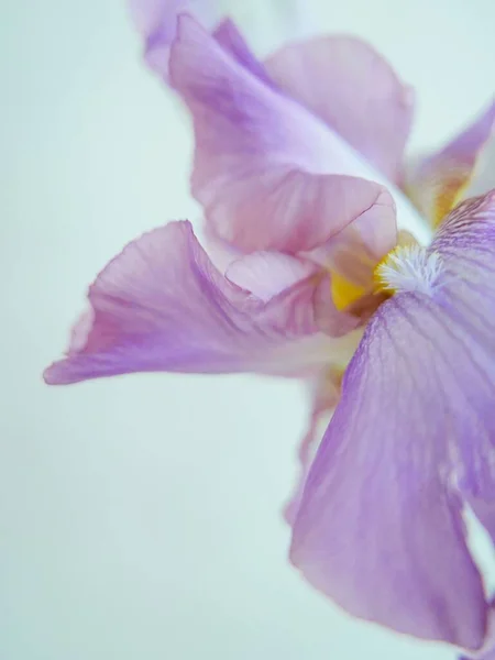 Gros Plan Vertical Iris Allemand Violet Iris Germanica Avec Mur — Photo