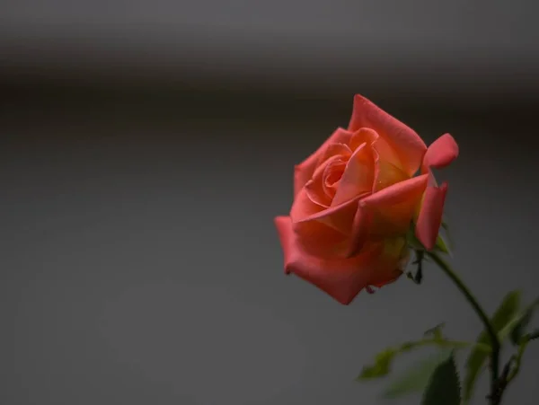 Zbliżenie Ujęcie Czerwonej Róży Rozmytym Tle — Zdjęcie stockowe