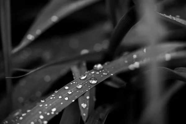 朝露に覆われた植物の葉からの美しいグレースケールの背景 — ストック写真