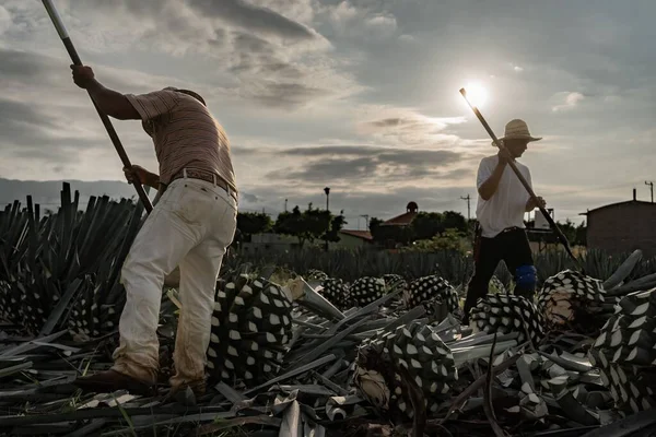 Dva Farmáři Slaměnými Klobouky Krájejí Úsvitu Agáve Rostliny Mexické Tequile — Stock fotografie