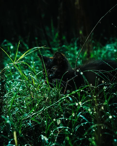 stock image The vertical view of a black cat hiding behind the wet grass at night